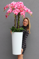 bardzo duży gumowy storczyk w białej donicy, Mediolan Pink, wys.130cm