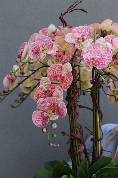 gumowy storczyk w białej donicy, Mediolan Finestra Granada, wys. 124cm