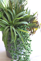 Grey New 2, kompozycja sukulenty w szarym naczyniu, wys.40cm