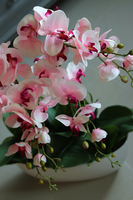 Derano Pink, różowy storczyk w białej donicy, wys.69cm 