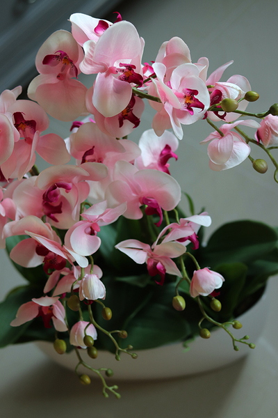 Derano Pink, różowy storczyk w białej donicy, wys.69cm 