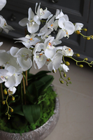 efektowny storczyk w metalowej misie, Ferrata Big, wys.72cm