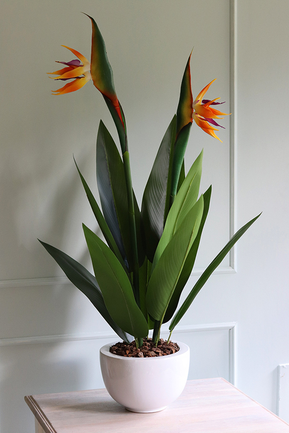 egzotyczna kompozycja w białej donicy, Strelicja Double, wys.110cm