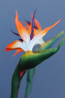 egzotyczna kompozycja, Strelicja Fiberglass Grande, wym.165cm 