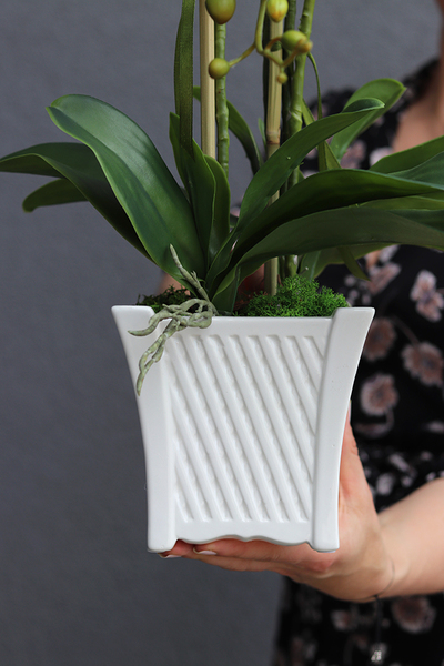 Nemito, sztuczny storczyk w białej, kwadratowej donicy, wys.53cm