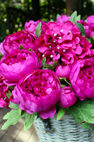 bardzo bogaty kosz z ciemnoróżowymi hortensjami i peoniami Provance,  wys.55cm 