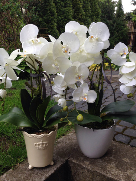 storczyk Bianco w ceramicznej, białej donicy, wys.50cm