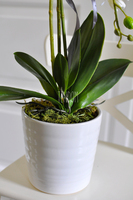 storczyk Marocco w ceramicznej, białej donicy wys.54cm