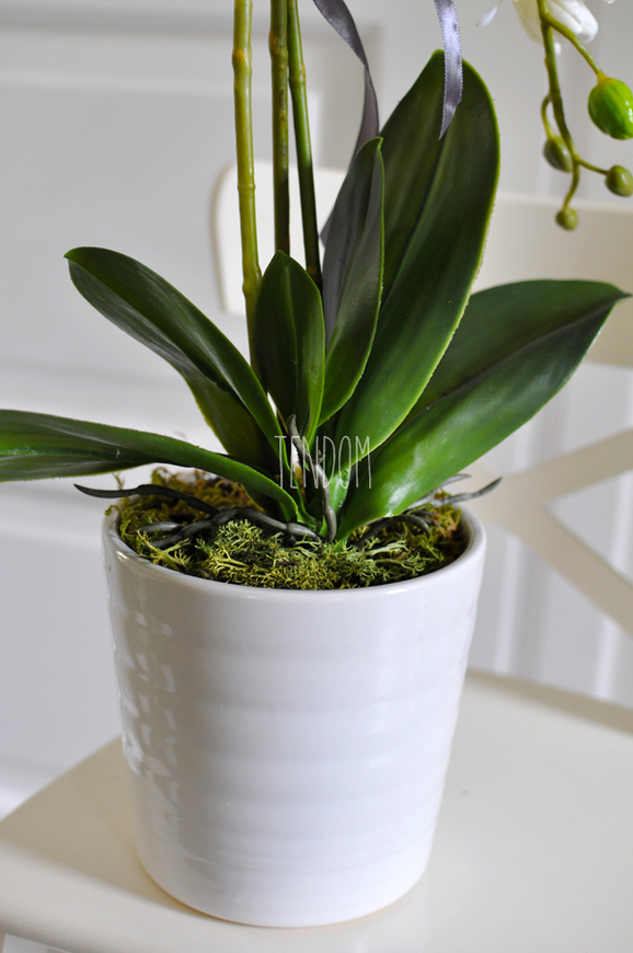 storczyk Marocco w ceramicznej, białej donicy wys.54cm