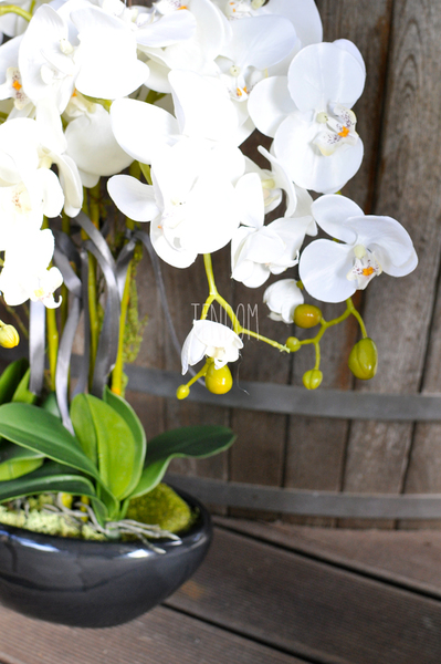 obfity storczyk Black Orchid w donicy, wys.65cm