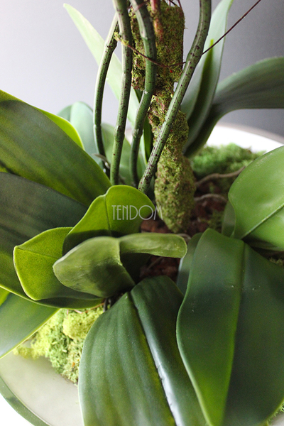 Kreona biały storczyk w biało-srebrnej donicy, wys.55cm