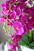 Luizjana Fuksja, elegancki storczyk w donicy glamour, wys.66cm