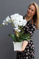 Nemito, sztuczny storczyk w białej, kwadratowej donicy, wys.53cm