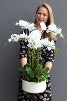 Menato, storczyk w białej donicy, wys.67cm