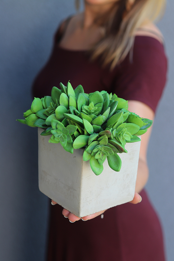 Tellania, nowoczesna kompozycja sukulentów w betonowej donicy, wys.18cm