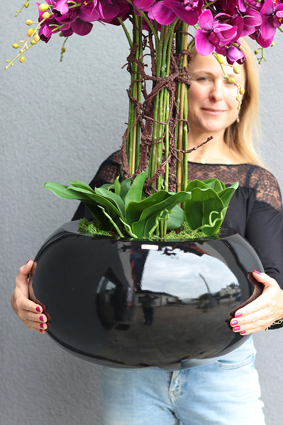 bardzo duży storczyk Grande Belezza Violet, wys.95cm 