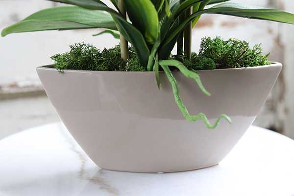 elegancki storczyk Laos Beige w beżowej donicy, wys.48cm