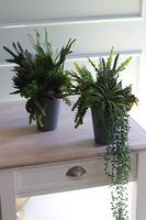 Grey New, kompozycja sukulenty w szarym naczyniu, wys.40cm