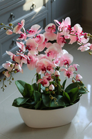 Derano Pink, różowy storczyk w białej donicy, wys.69cm 