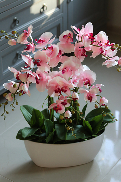 Derano Pink, różowy storczyk w białej donicy, wys.69cm 