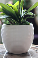 Blue Selenia, turkusowy storczyk w białej donicy, wys.60cm