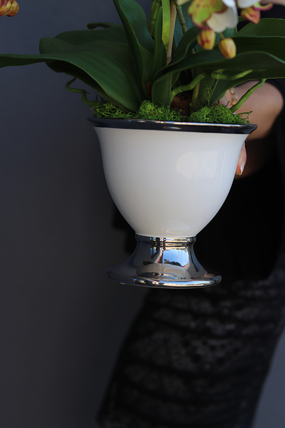 gumowy storczyk w biało - srebrnym pucharze, Terania, wys.50cm