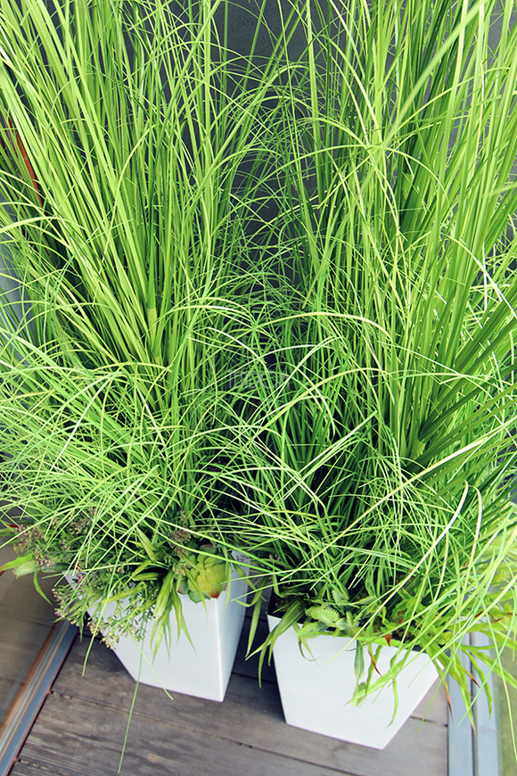 kompozycja Trawy Anna w białej donicy,  wys.160cm 