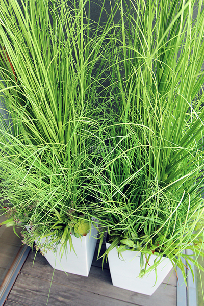 kompozycja Trawy Anna w białej donicy,  wys.160cm 