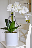 storczyk Marrakesz w ceramicznej, białej donicy wys.54cm