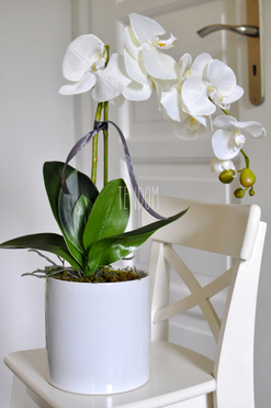 storczyk Marrakesz w ceramicznej, białej donicy wys.54cm