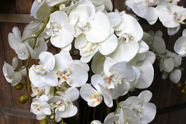 obfity storczyk Black Orchid w donicy, wys.65cm