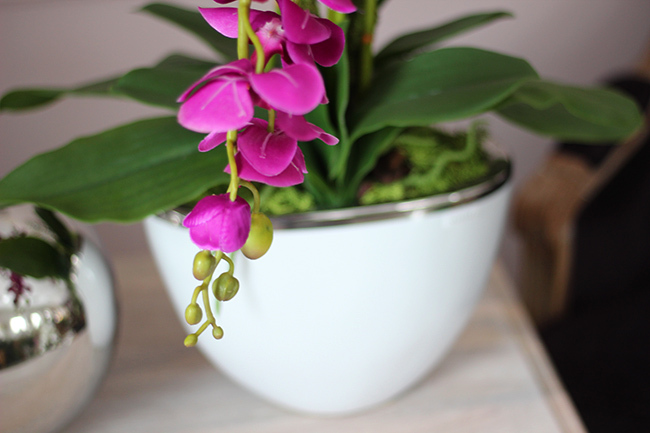 Luizjana Fuksja, elegancki storczyk w donicy glamour, wys.66cm