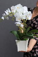 Nemito, sztuczny storczyk w białej, kwadratowej donicy, wys.53cm