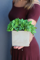 Tellania, nowoczesna kompozycja sukulentów w betonowej donicy, wys.18cm