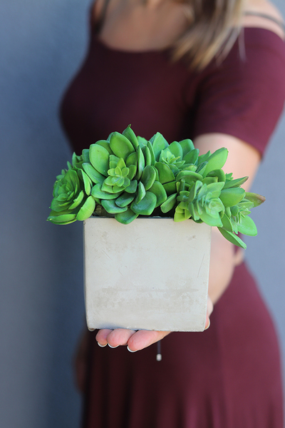 Tellania, nowoczesna kompozycja sukulentów w betonowej donicy, wys.18cm