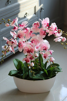 Derano Pink, różowy storczyk w białej donicy, wys.69cm 