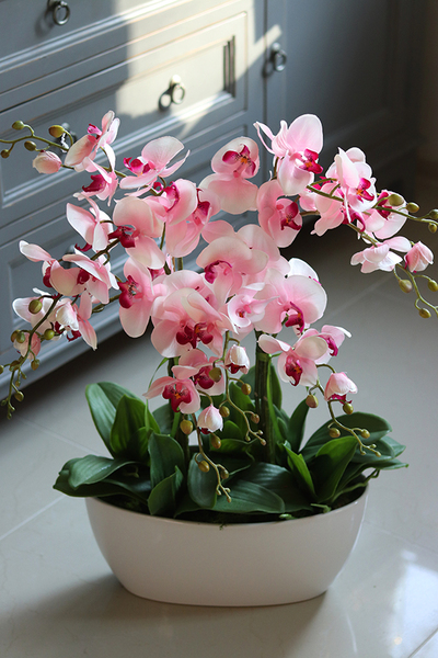 Derano Pink, różowy storczyk w białej donicy, wys.69cm 