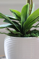 Blue Selenia, turkusowy storczyk w białej donicy, wys.60cm