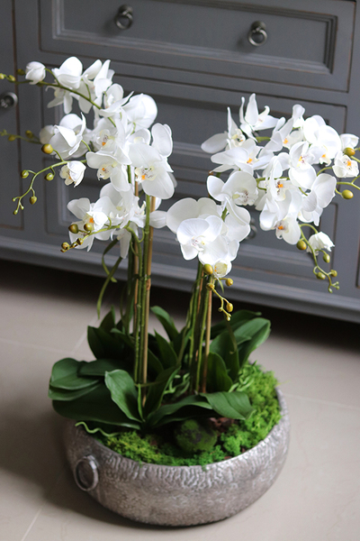 efektowny storczyk w metalowej misie, Ferrata Big, wys.72cm