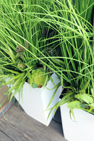 kompozycja Trawy Anna w białej donicy,  wys.160cm 