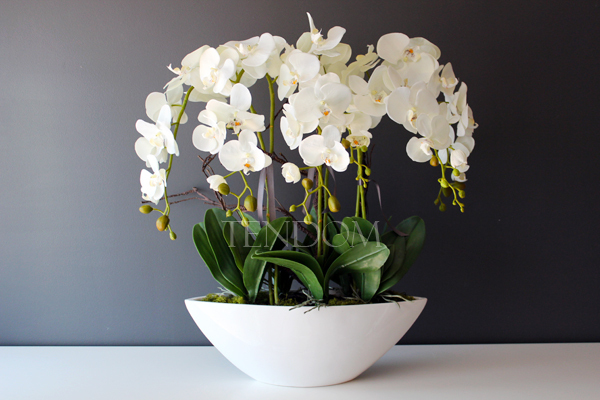 storczyk Laos Big w białej donicy wys.67cm