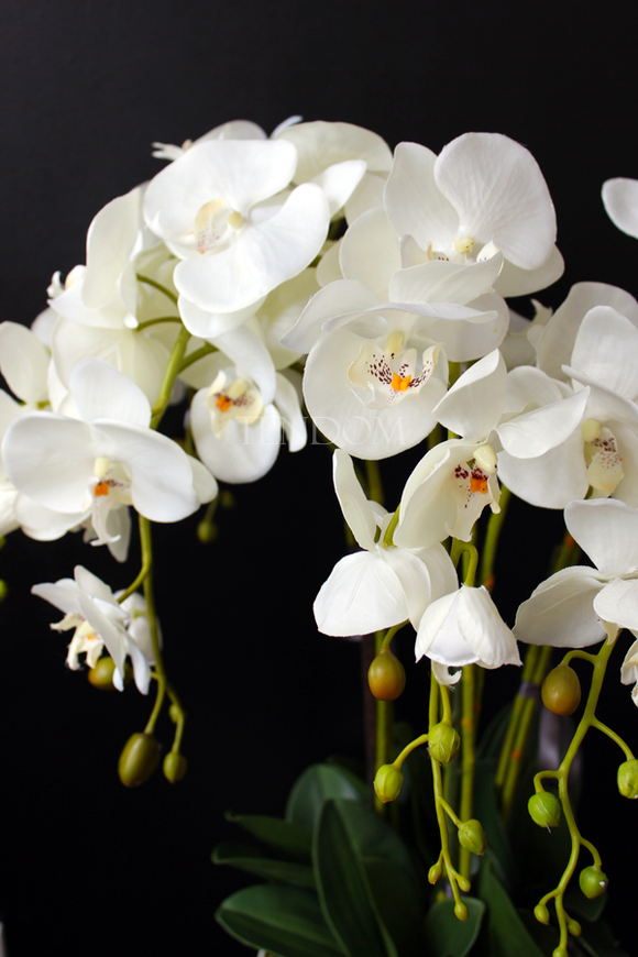 storczyk Santana w plastikowej donicy, idealny jako wkład do innych donic, wys.80cm