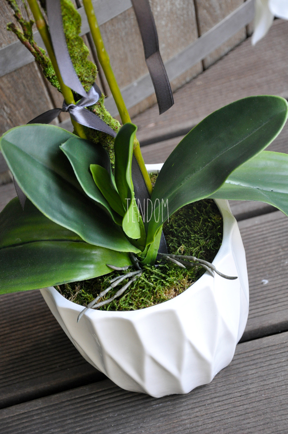 storczyk Design mniejszy w białej donicy, wys.60cm