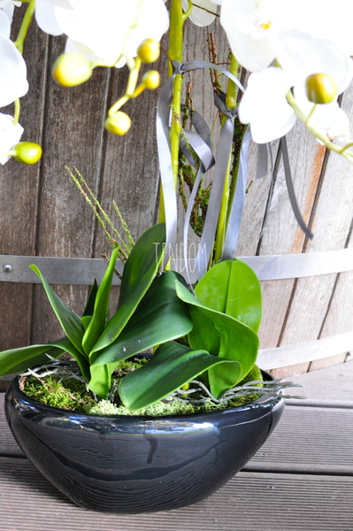 obfity storczyk Black Orchid w donicy, wys.65cm