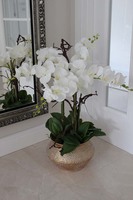 Goldiana, gumowy storczyk w złotej eleganckiej donicy, wys.68cm