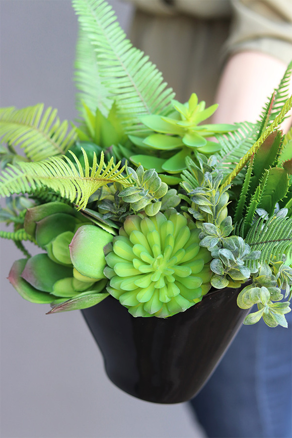 Black Ferina Castello, kompozycja sukulenty w donicy, wys.32cm