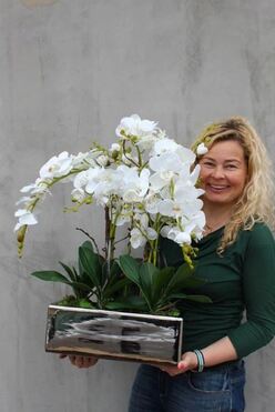 sztuczny storczyk Infinity w lustrzanej donicy, wys.70cm