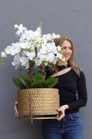 Goldenario Big 2, biały storczyk w złotej donicy