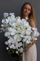 Mediolan Change, storczyk do Twojej donicy