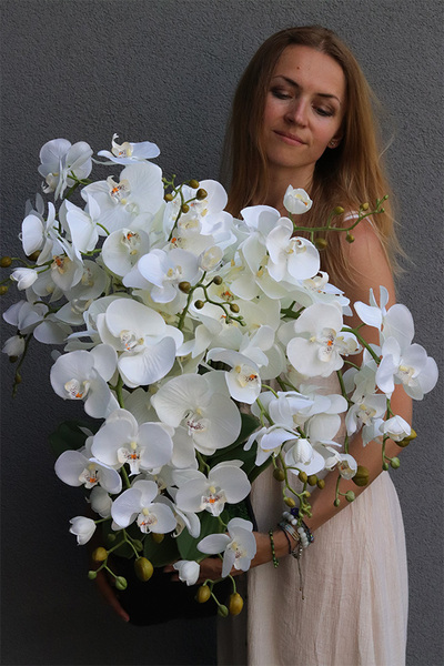 Mediolan Change, storczyk do Twojej donicy